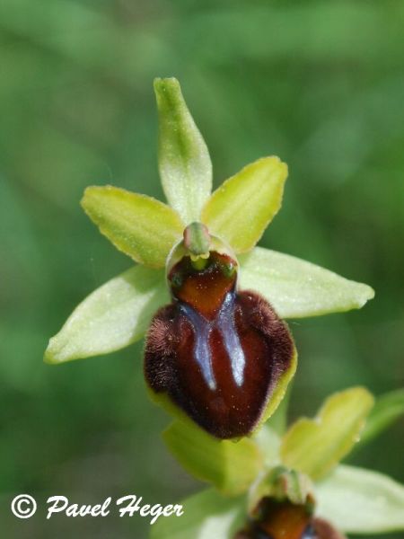 Ophrys sphegodes